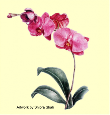 Introduction to Botanical Art – Long Course