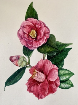 Blushing Camellia